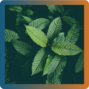 Kratom - mindfulness