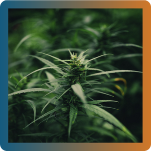 Marijuana - Mindfullness